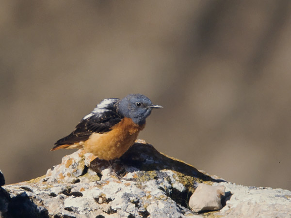 Kivikkorastas, Rufous-tailed Rock Thrush, Monticola saxatilis